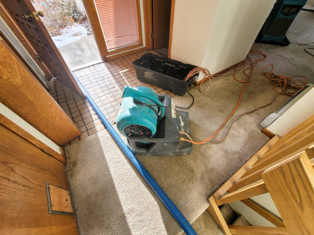 Best Professional water damage repair  in Saluda, SC